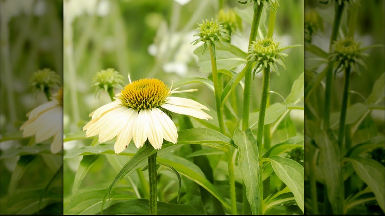 'Mellow Yellows' coneflower with curved petals