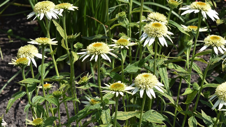 Cream yellow blooms of 'Meringue' purple coneflowers