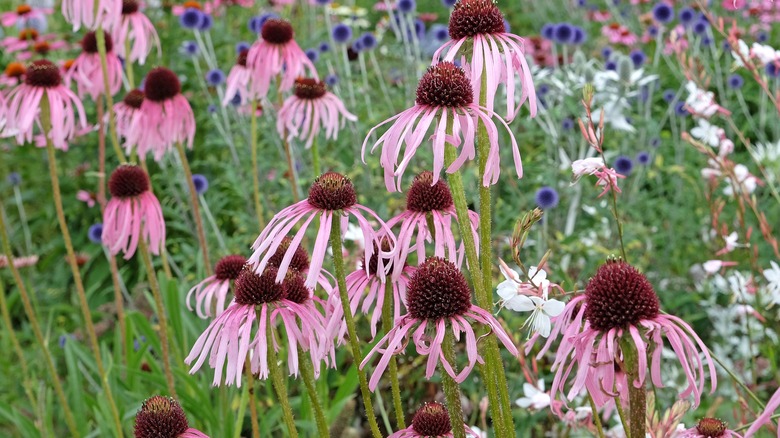 Pale purple coneflowers in a field