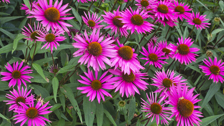 Saturated pink 'Pica Bella' coneflowers in garden