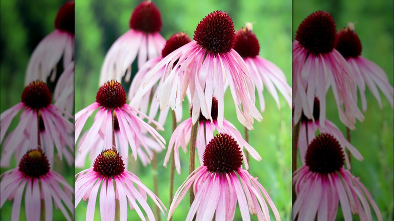 Pink blooms of 'Pixie Meadowbrite' coneflower in garden