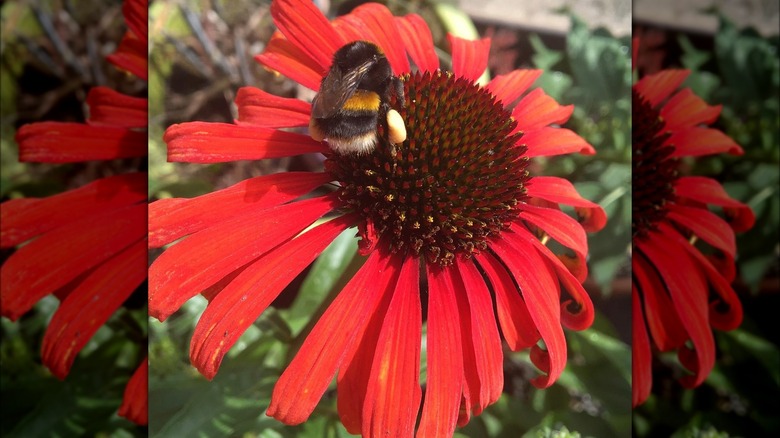 Bee on red 'Postman' coneflower