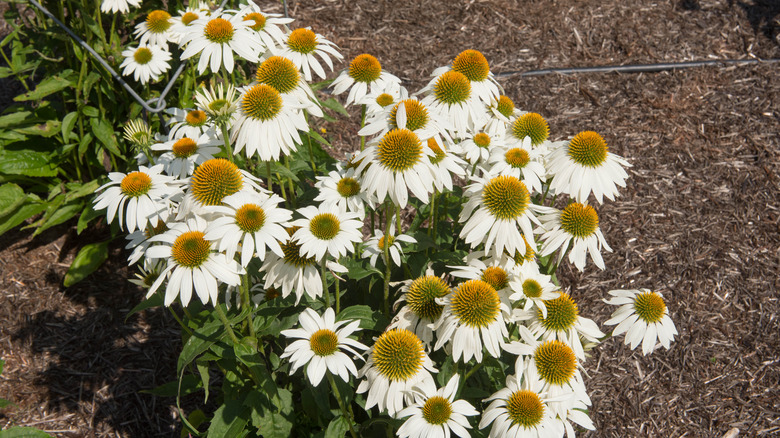 'PowWow White' purple coneflowers in a field