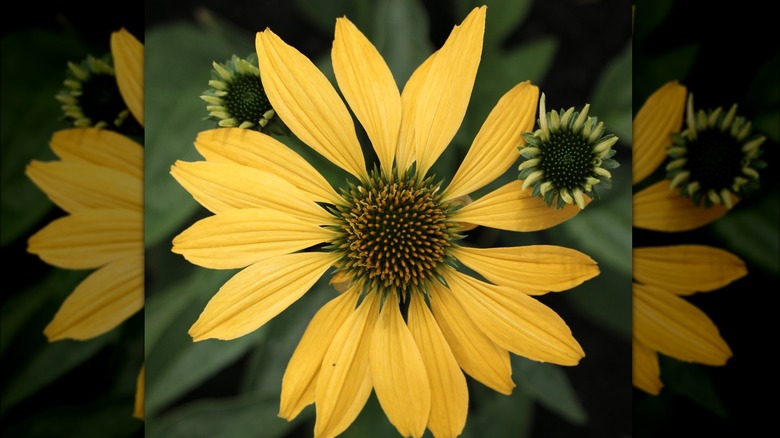 Yellow blooms of Prairie Pillars 'Leilani' coneflower