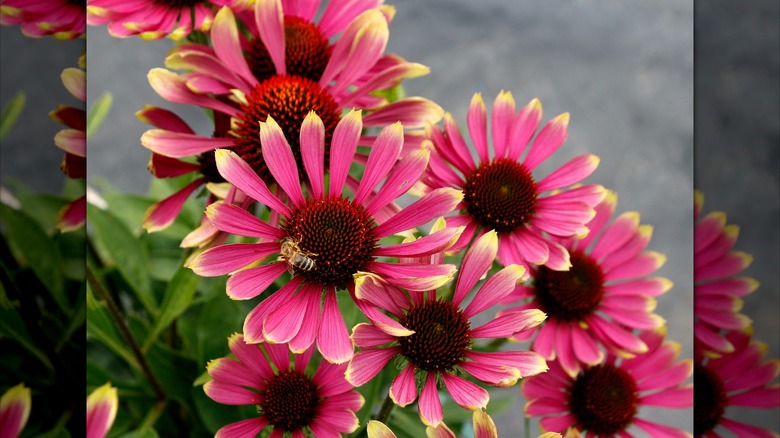 Bee on pink PRIMA 'Spider' coneflowers