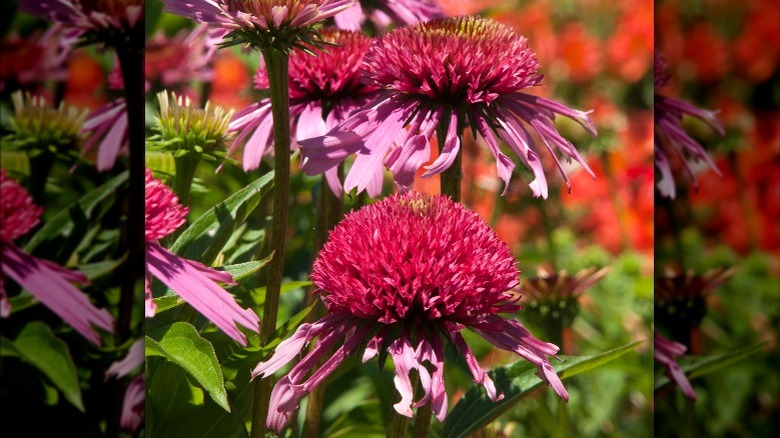 Deep pink blooms of Raspberry Deluxe coneflowers