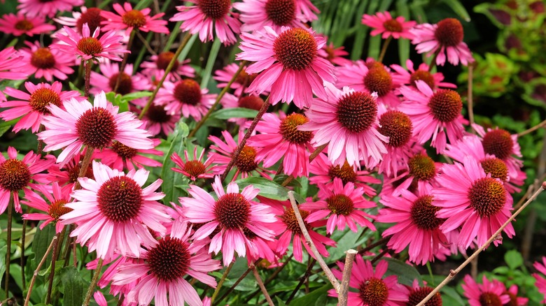 'Sensation Pink' coneflowers blooming in garden