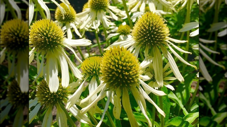 White snowcone coneflowers blooming in garden