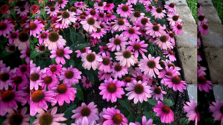 Rose red petals of 'Sombrero Rosada' coneflowers