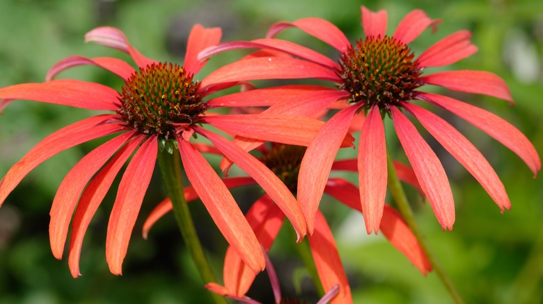 'Tomato Soup' coneflowers in garden