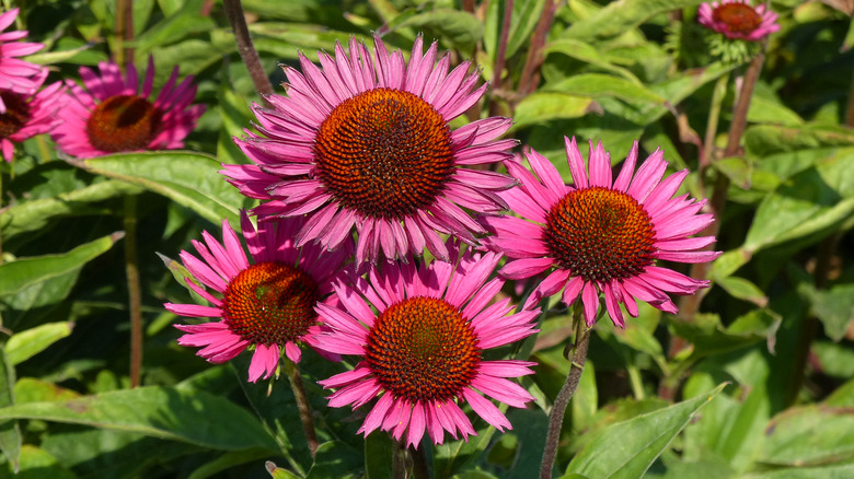 'Vintage Wine' purple coneflowers in garden