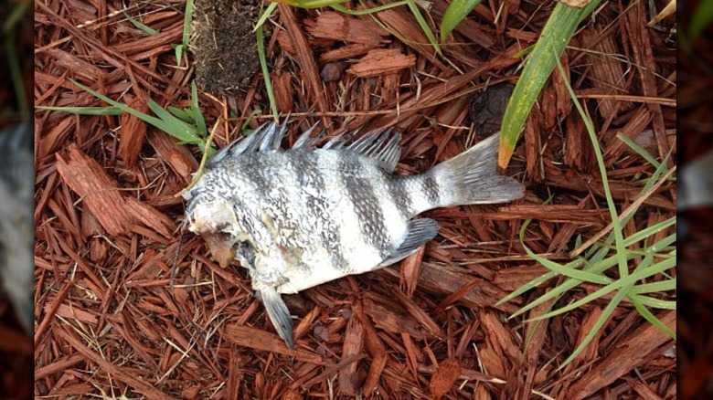 dead fish in yard