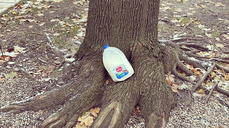 milk gallon on tree