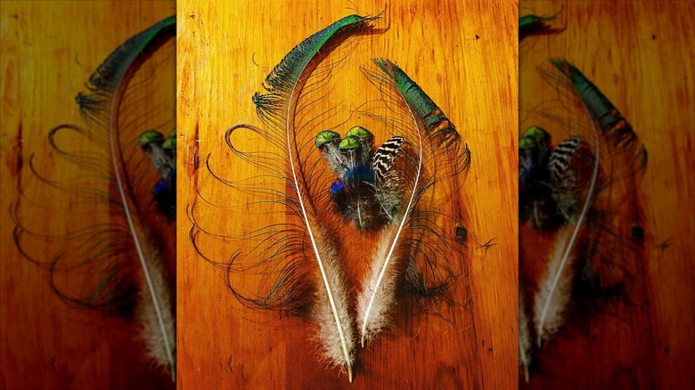 colorful peacock feathers 