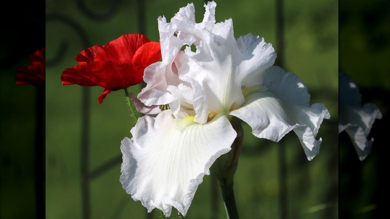 Arctic Age Iris white flower