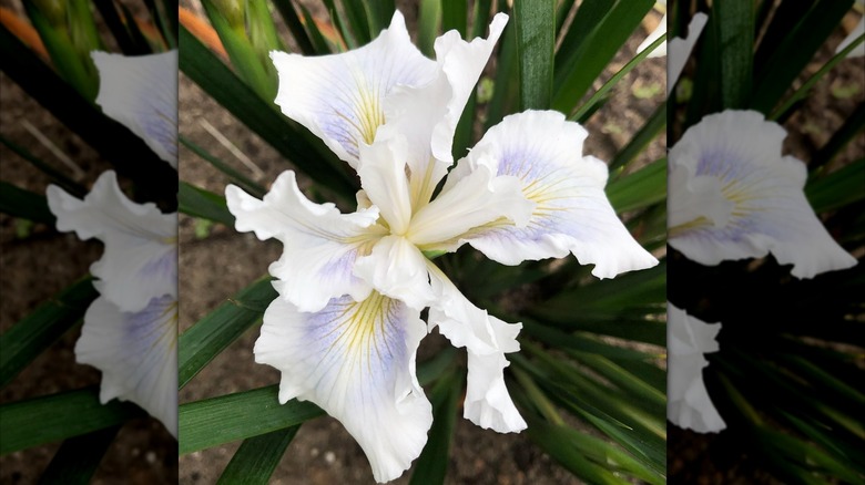 Del Norte County Iris's white flowers with purple veining