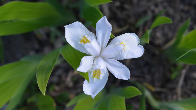 White flowers with yellow insides of Dwarf crested Iris