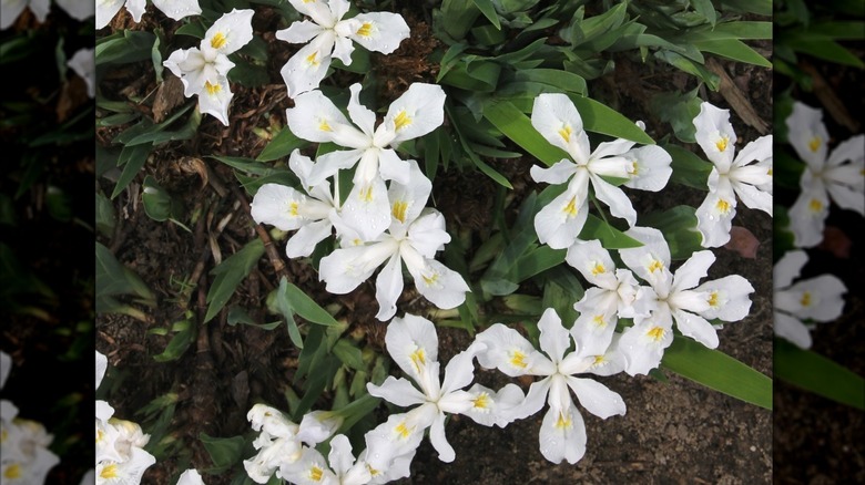 'Eco White Angel' crested Iris flowers in garden