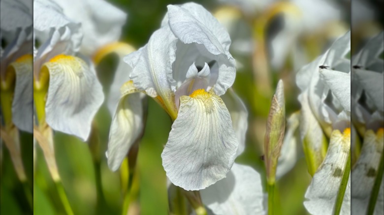 White Florentine Iris flowers in bloom in a garden