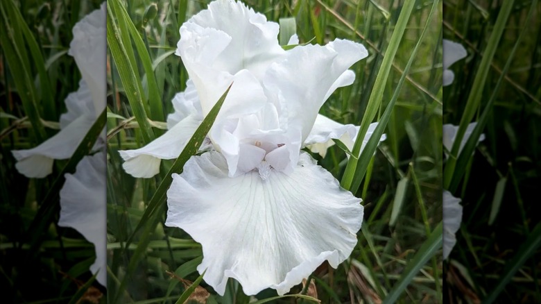 'Got Milk' bearded Iris white flower in bloom