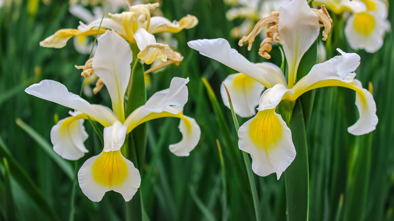 White Iris flowers in bloom in a garden