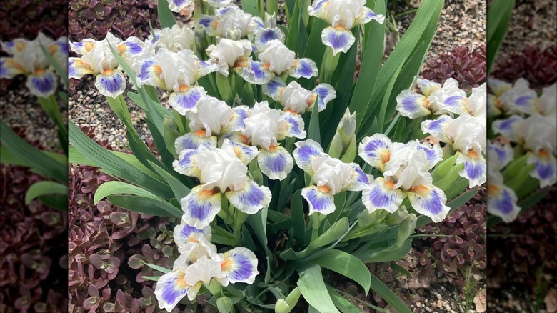 Iris 'Alas' white flowers with orange center and blue falls in bloom in garden