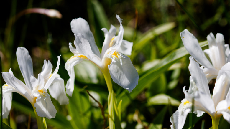 Iris 'Alba' flowers in garden