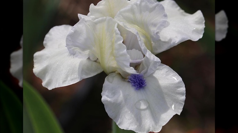 Iris 'Bluebeard's Ghost' with white flowers and green and indigo veins