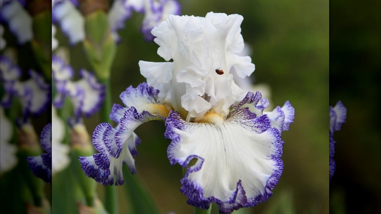 Iris 'Bright and Shining Star' white flower with purple fringes