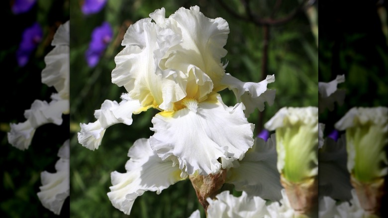 Iris 'Devonshire Cream' flowers in bloom