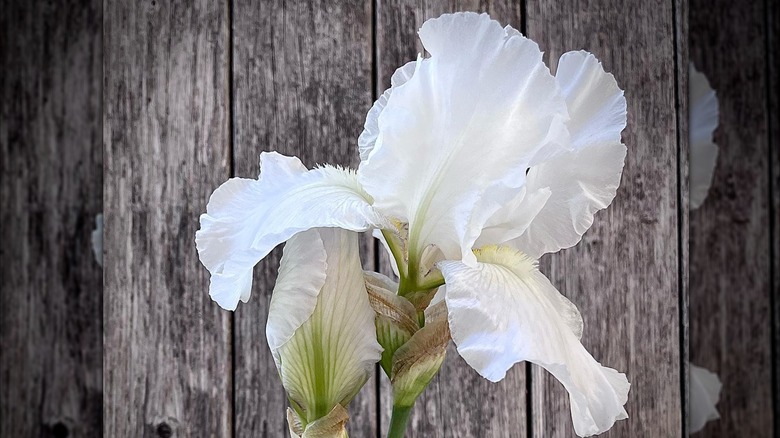 Iris 'Frequent Flyer' white flower