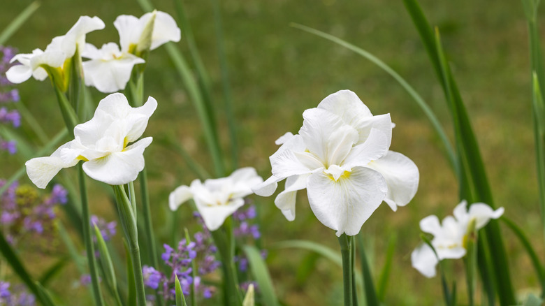 Iris 'Gull's Wing's white flowers