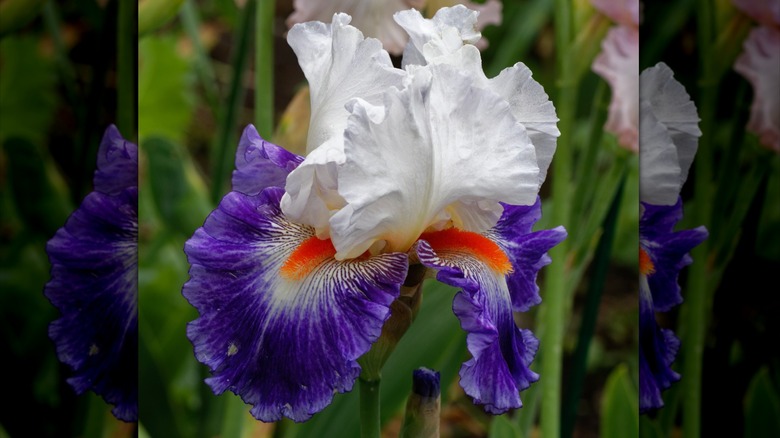 Blue and white petals of Iris 'Gypsy Lord'