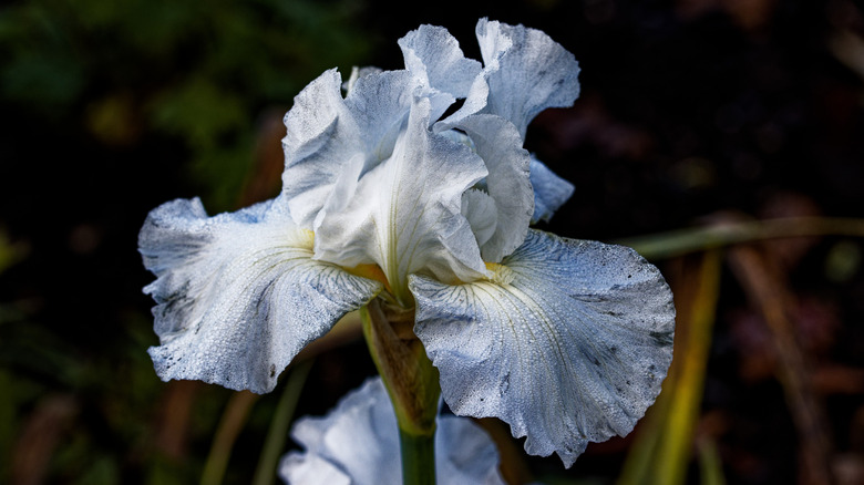 White Iris 'Immortality' flower in bloom