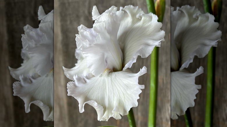 White luminous flower of Iris 'Jimmy G'