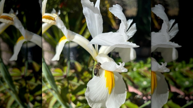 Bee on a Iris magnifica white flower with yellow center