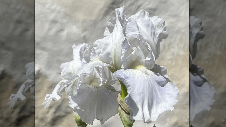 Iris 'Mesmerizer' white flowers