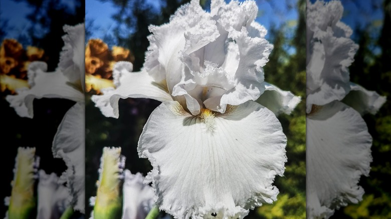 Iris 'Queen of Angels' white flower with filigree petals