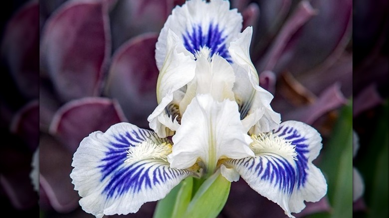 Iris 'Water Goblins' flowers with violet blue veins in bloom