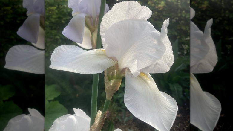 Iris 'White City' white flowers with lemony centers