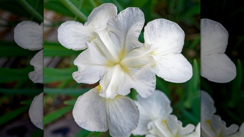 Iris 'White Swirl' flowers in bloom