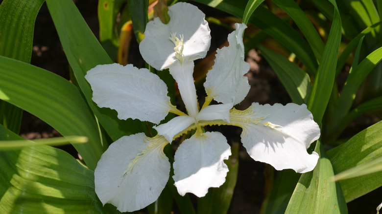 White petals of Japanese roof Iris