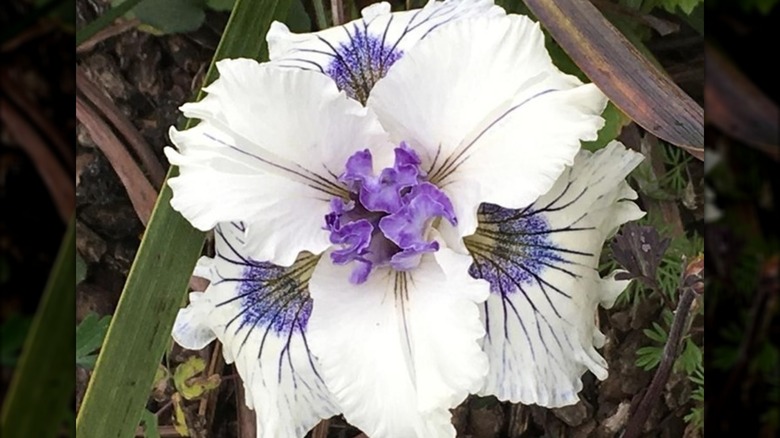 Pacific Coast Iris white flowers with blue veins