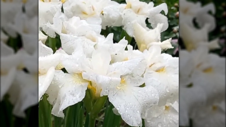 Siberian iris 'Swans in Flight' white flowers in garden