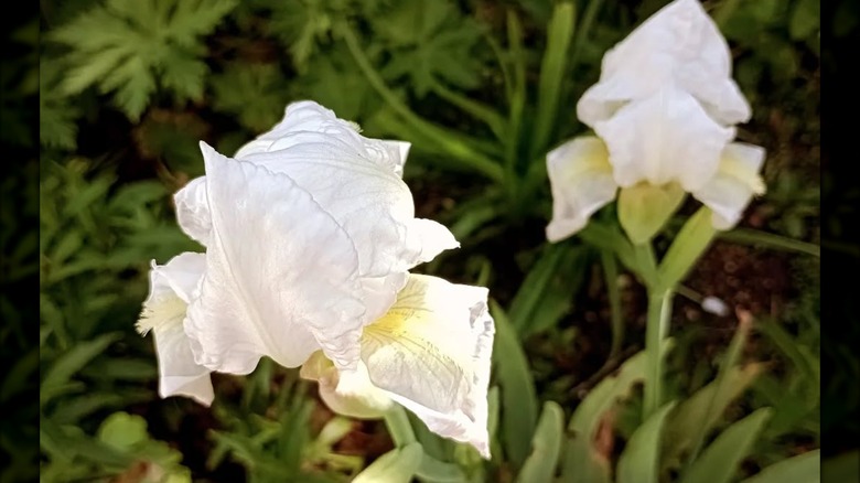 White cemetery Iris blooms in a garden