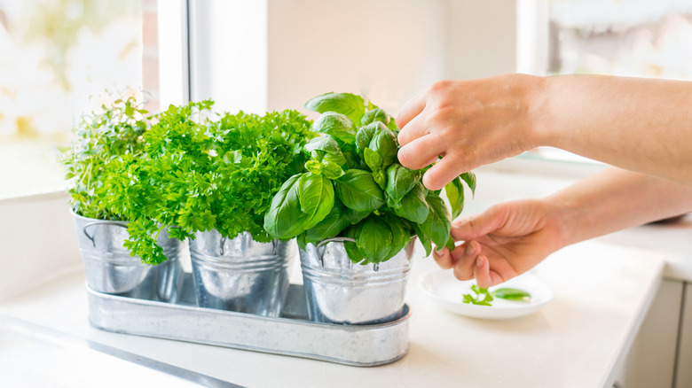 countertop herb pots near window