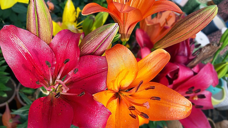 Multi-colored Asiatic lilies