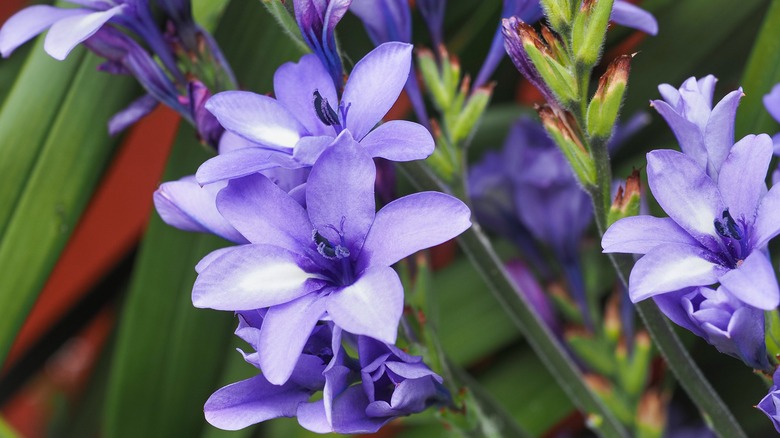 Blue Freesia