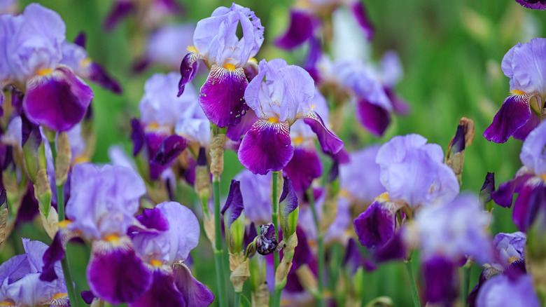 Bearded Irises