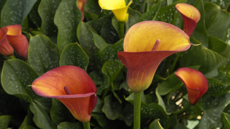 Calla lilies